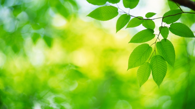 Green leaves.jpg